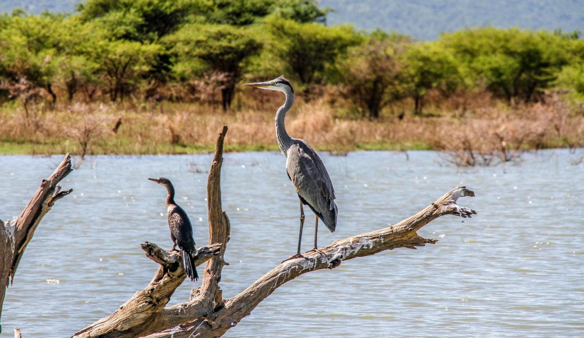 Shayamoya Tiger Fishing And Game Lodge Pongola Esterno foto