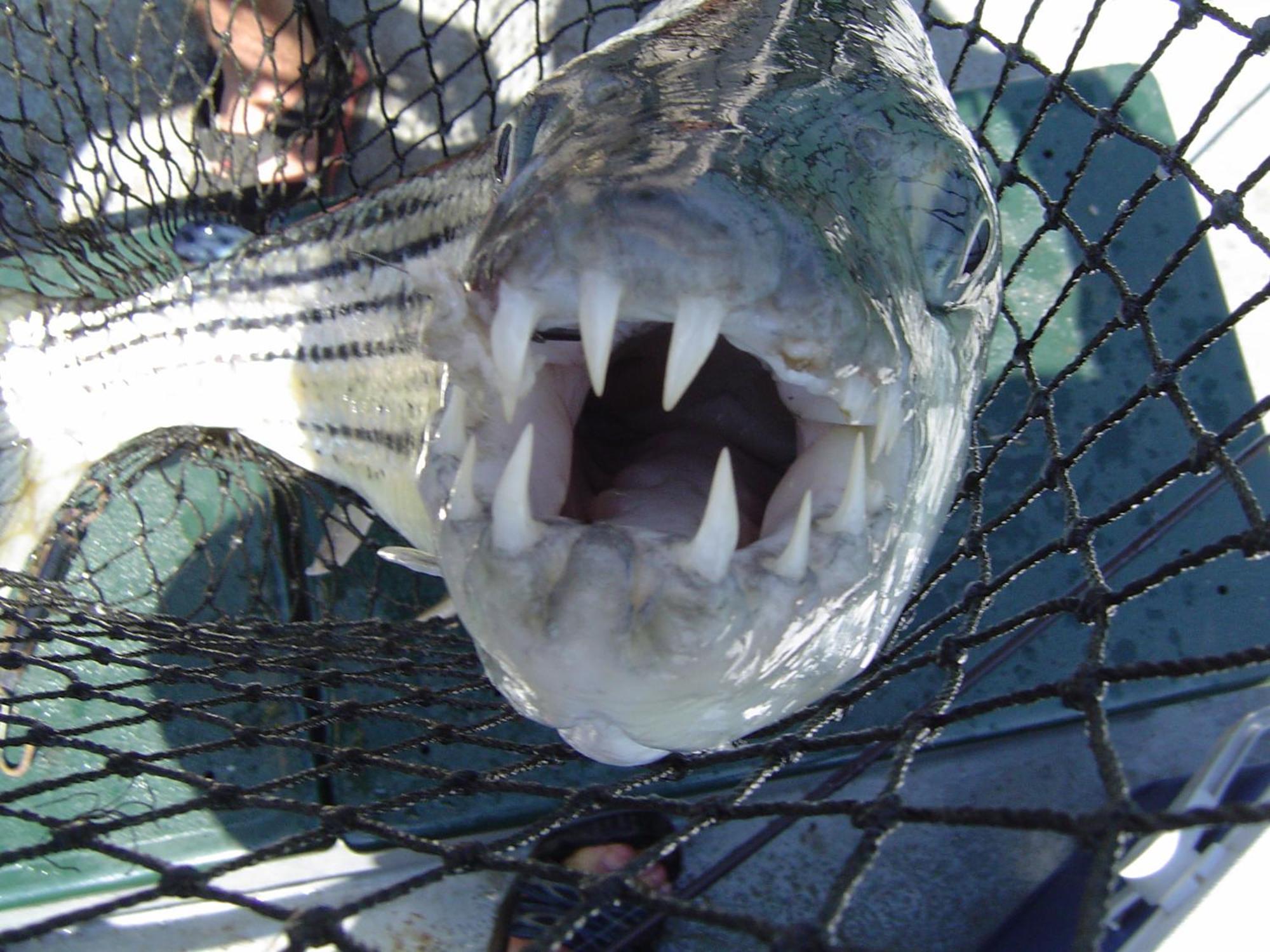Shayamoya Tiger Fishing And Game Lodge Pongola Esterno foto